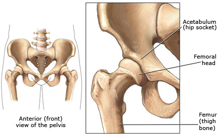 anatomy-of-hip-joint anatomy of hip joint
