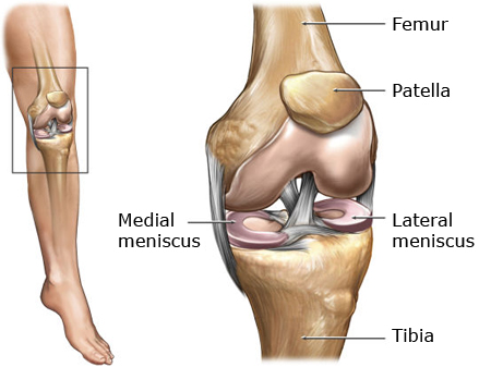 anatomy-of-knee anatomy of knee